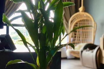 Oasis Condominium @ Simee (Kondominium Kepayang Oasis)