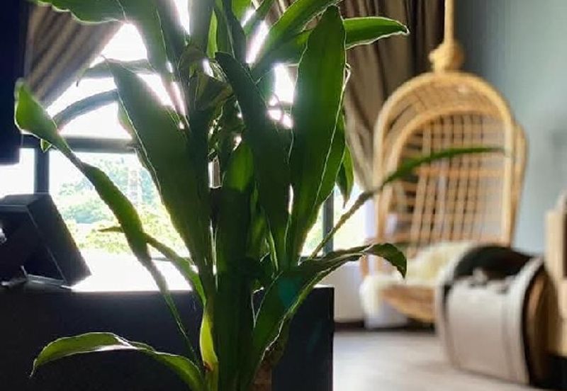 Oasis Condominium @ Simee (Kondominium Kepayang Oasis)