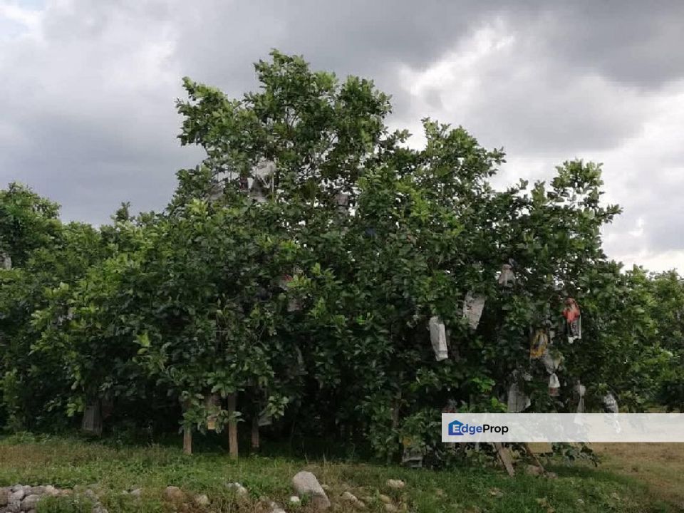 Ampang Ipoh 4.48 Acres Freehold Agriculture land, Perak, Ampang