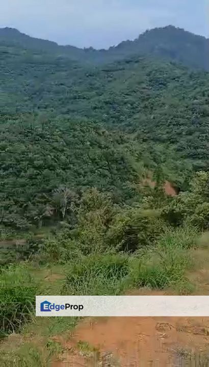 Sungai Raia Perak 11.5 Acres Durian Estate Agriculture Land For Sale, Perak, Ipoh