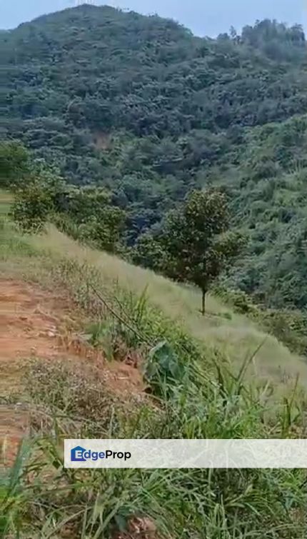 Sungai Raia Perak 11.5 Acres Durian Estate Agriculture Land For Sale, Perak, Ipoh