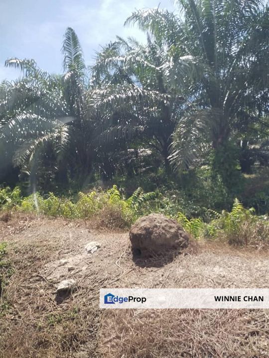 Sitiawan Perak 942 Acres Freehold Palm Oil Estate For Sale, Perak, Manjung