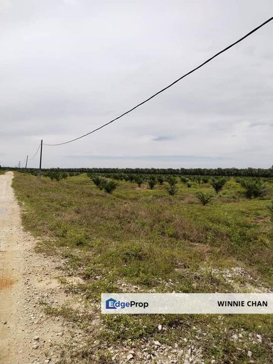 Sitiawan Perak 942 Acres Freehold Palm Oil Estate For Sale, Perak, Manjung