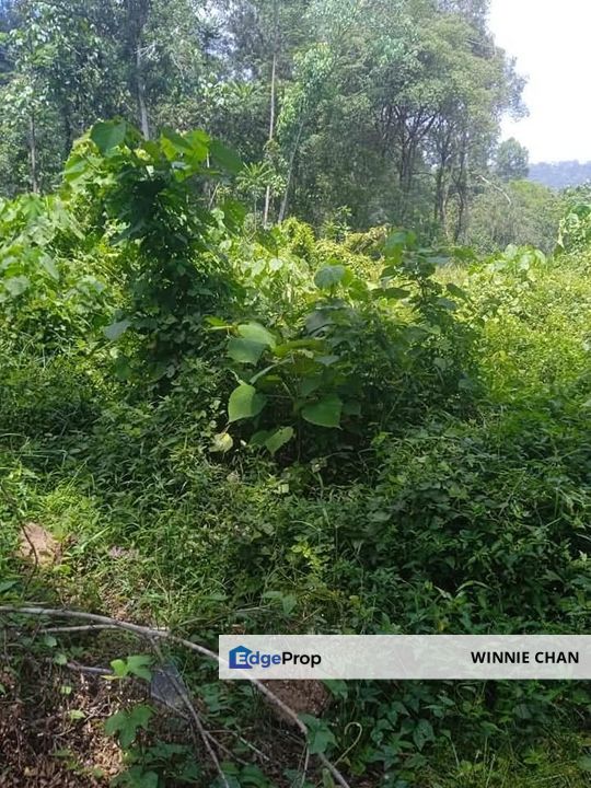 Gopeng Agricultural Land  For Sale, Perak, Kampar