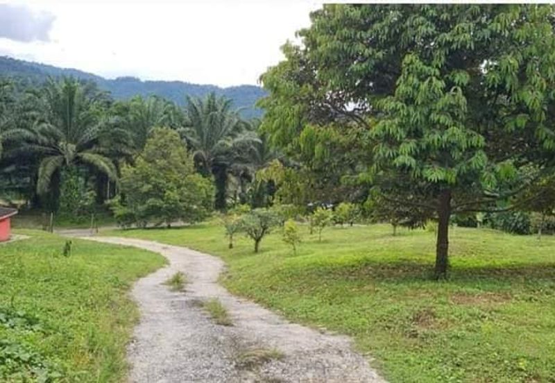 Tapah Perak 551 Acres Freehold Agriculture land For Sale