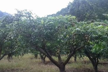 Tapah Perak 551 Acres Freehold Agriculture land For Sale