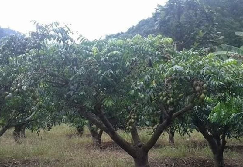 Tapah Perak 551 Acres Freehold Agriculture land For Sale