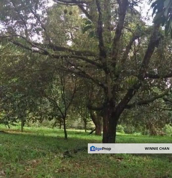 Tapah Perak 551 Acres Freehold Agriculture land For Sale, Perak, Tapah