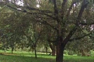 Tapah Perak 551 Acres Freehold Agriculture land For Sale