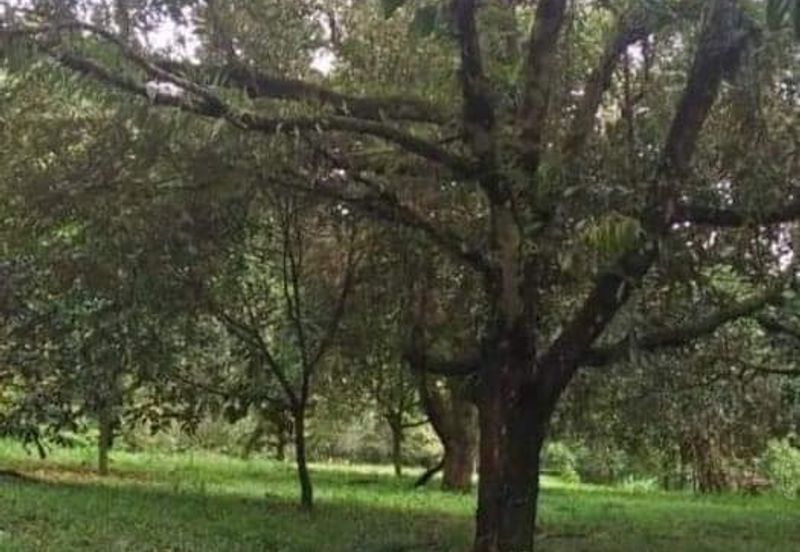 Tapah Perak 551 Acres Freehold Agriculture land For Sale