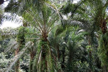 Tapah Perak 551 Acres Freehold Agriculture land For Sale