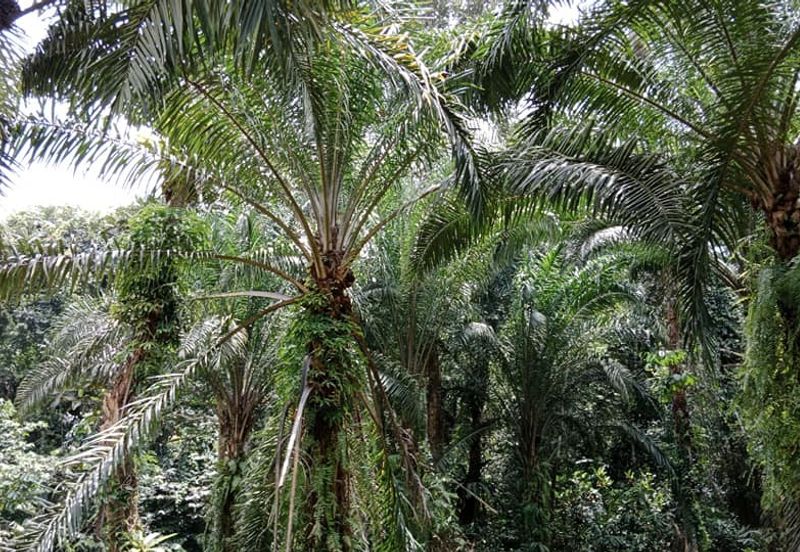 Tapah Perak 551 Acres Freehold Agriculture land For Sale