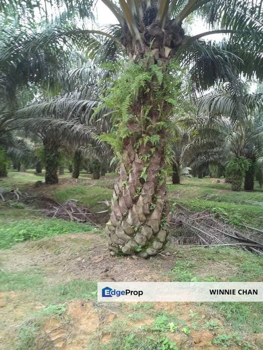 Tapah Perak 551 Acres Freehold Agriculture land For Sale, Perak, Tapah