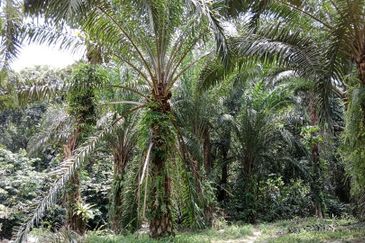 Tapah Perak 551 Acres Freehold Agriculture land For Sale