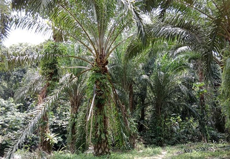 Tapah Perak 551 Acres Freehold Agriculture land For Sale