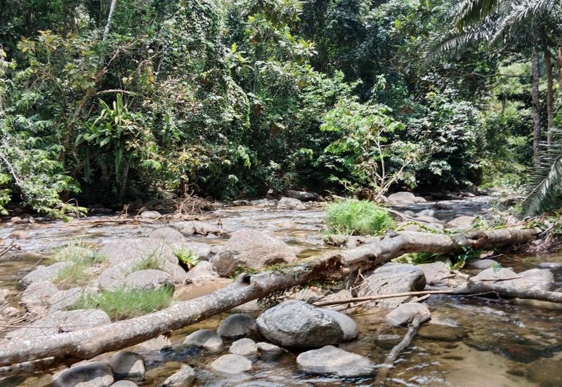 Tapah Perak 551 Acres Freehold Agriculture land For Sale