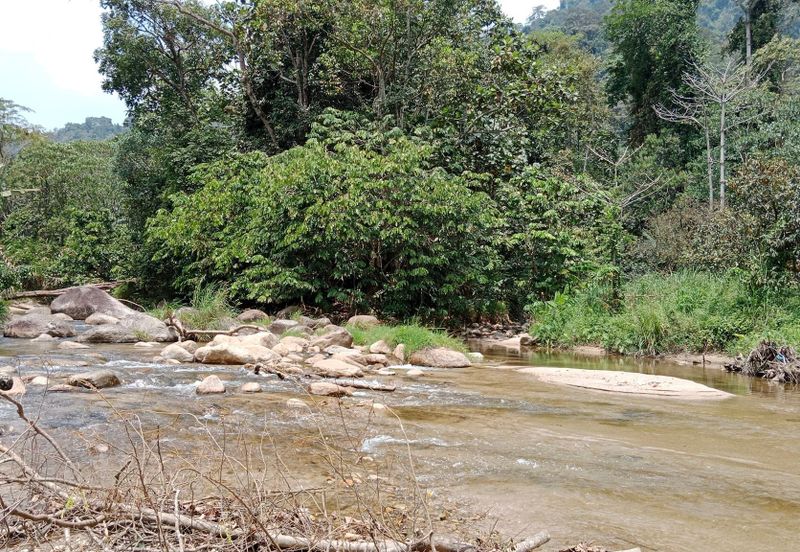 Tapah Perak 551 Acres Freehold Agriculture land For Sale