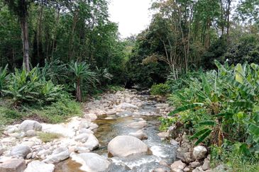 Tapah Perak 551 Acres Freehold Agriculture land For Sale