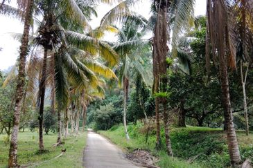 Tapah Perak 551 Acres Freehold Agriculture land For Sale