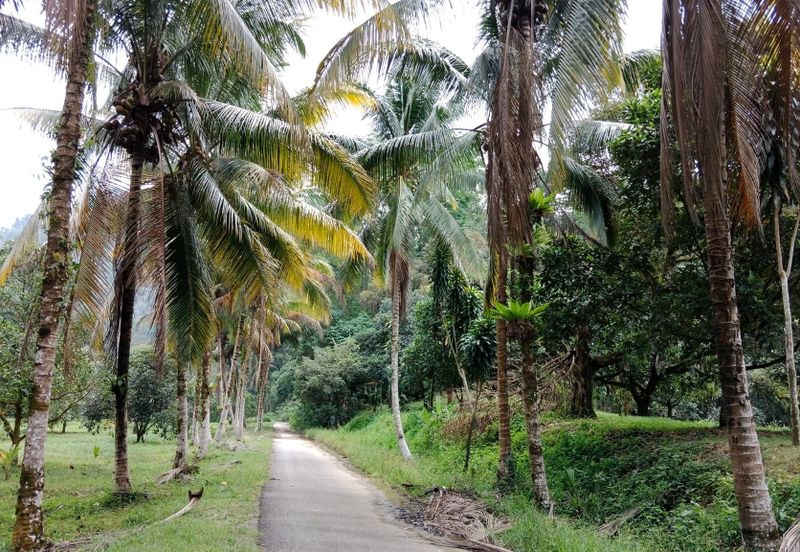 Tapah Perak 551 Acres Freehold Agriculture land For Sale