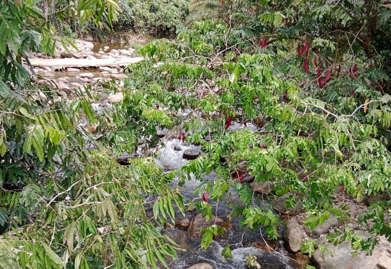 Tapah Perak 551 Acres Freehold Agriculture land For Sale