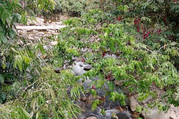 Tapah Perak 551 Acres Freehold Agriculture land For Sale