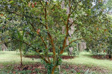 Tapah Perak 551 Acres Freehold Agriculture land For Sale