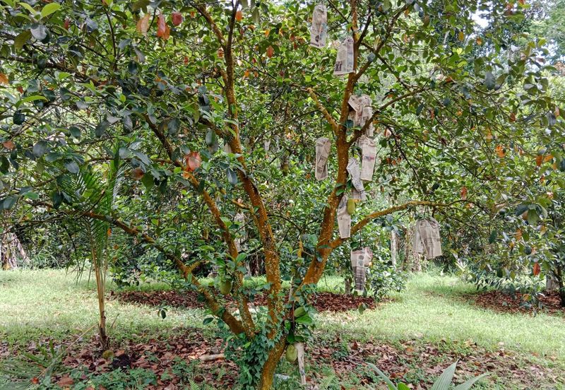 Tapah Perak 551 Acres Freehold Agriculture land For Sale