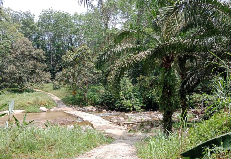 Tapah Perak 551 Acres Freehold Agriculture land For Sale