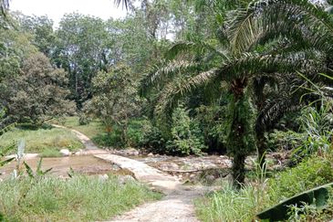 Tapah Perak 551 Acres Freehold Agriculture land For Sale