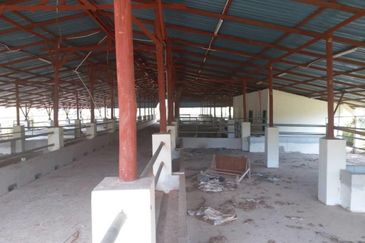 300 acres Agricultural Land Gua Musang /Lojing Cattle farm Selling together with company