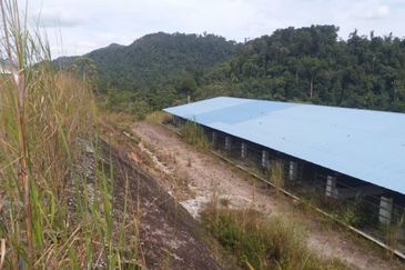 300 acres Agricultural Land Gua Musang /Lojing Cattle farm Selling together with company