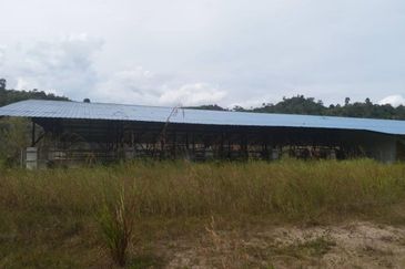 300 acres Agricultural Land Gua Musang /Lojing Cattle farm Selling together with company