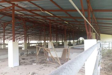 300 acres Agricultural Land Gua Musang /Lojing Cattle farm Selling together with company