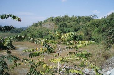 300 acres Agricultural Land Gua Musang /Lojing Cattle farm Selling together with company