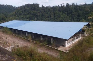 300 acres Agricultural Land Gua Musang /Lojing Cattle farm Selling together with company