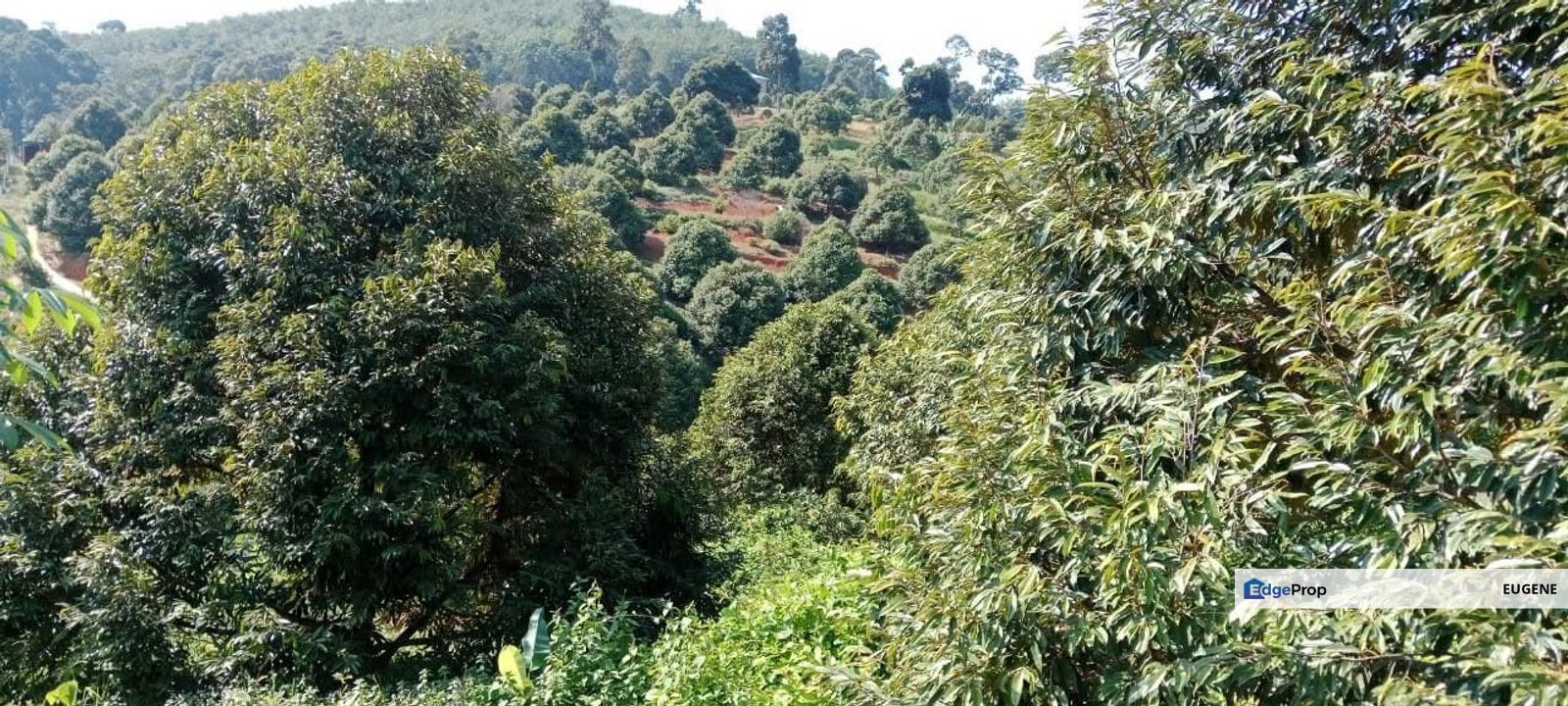 Kuala Kangsar , Ipoh , Taiping @ Perak, Perak, Ipoh