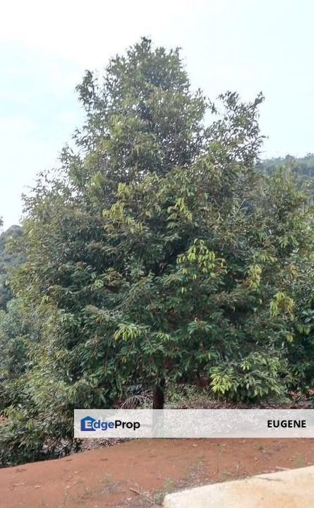 Kuala Kangsar , Ipoh , Taiping @ Perak, Perak, Ipoh