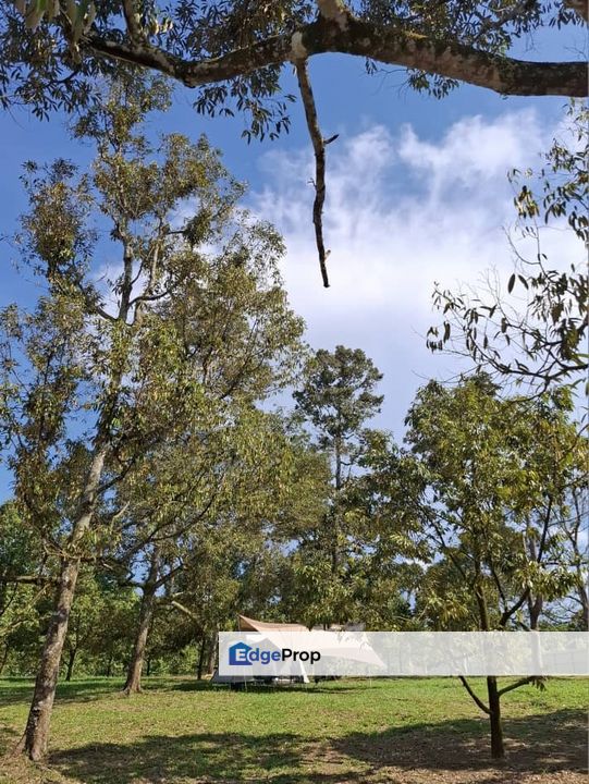 With Durian Trees & Airbnb Business Ready, Broga Hill @ Semenyih, Selangor, Semenyih