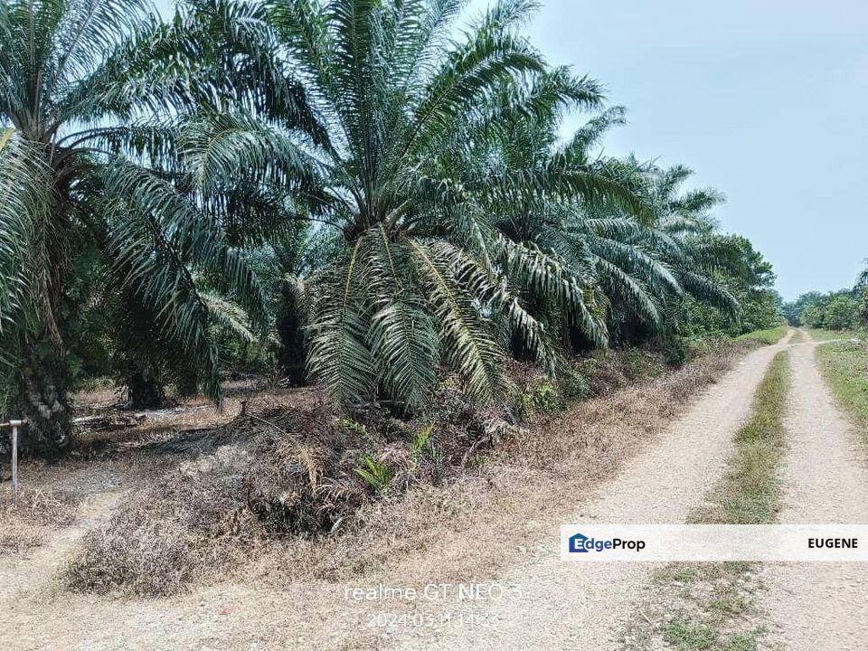 Sungai Pelek @ Sepang, KLIA, Agriculture Land For Sale, Selangor, Sepang
