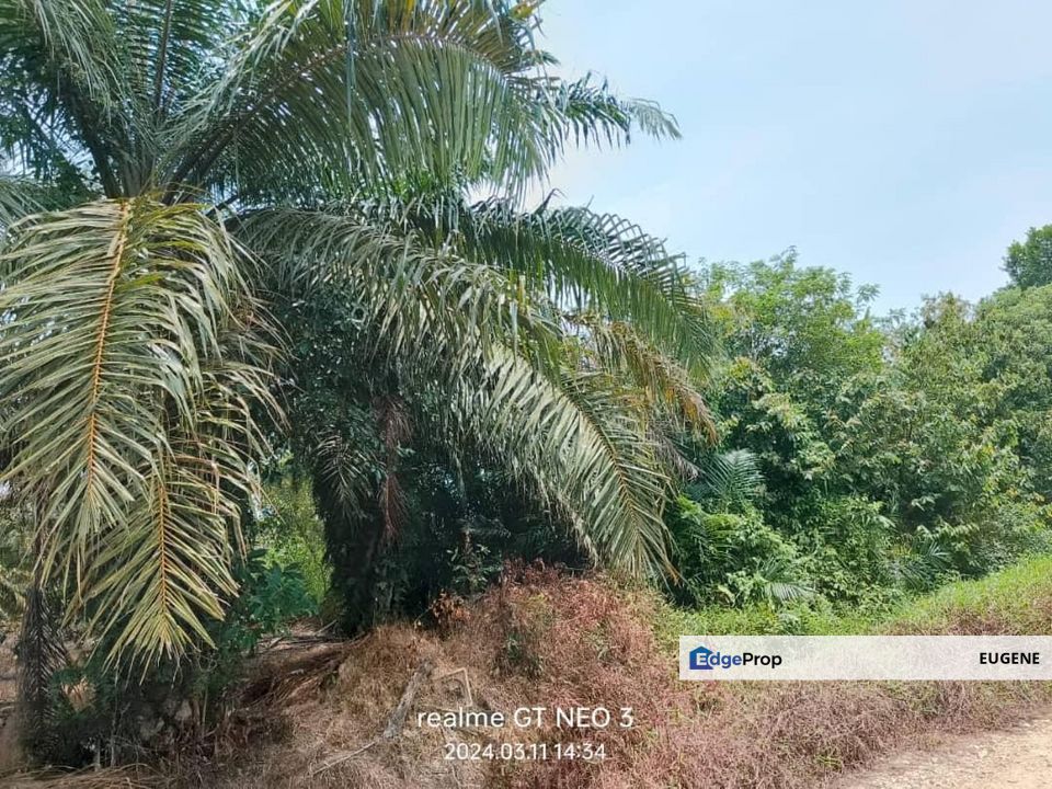 Sungai Pelek @ Sepang, KLIA, Agriculture Land For Sale, Selangor, Sepang