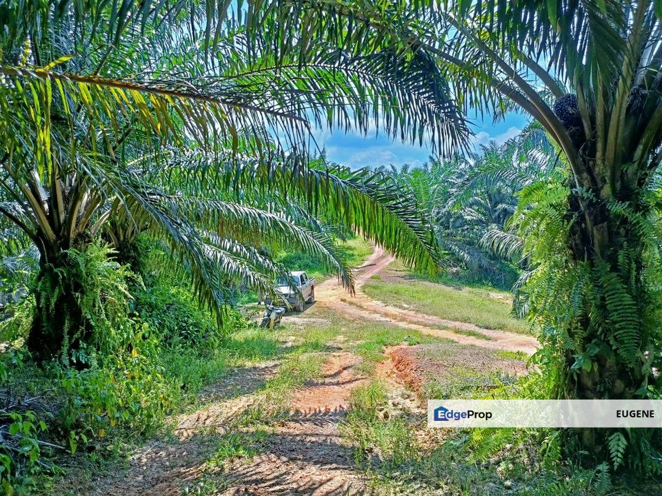 Bukit Kuin @ Sungai Lembing, Kuantan, Pahang, Agriculture Land For Sale, Pahang, Kuantan