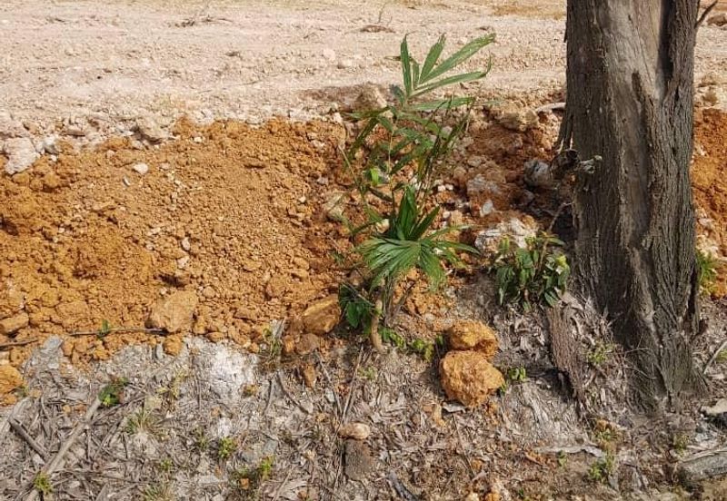 Alor Gajah @ Melaka, Agriculture Land For Sale