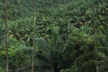 Seberang Perai Utama