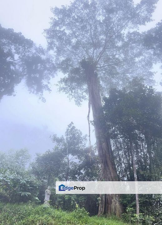 3 Acre Resort, Tanarimba @ Janda Baik, Bukit Tinggi For Sale, Pahang, Bentong