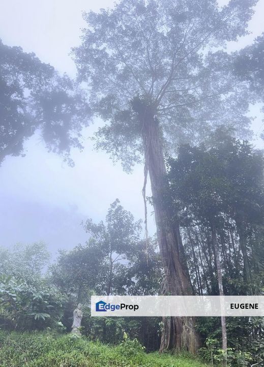 3 Acre Resort, Tanarimba @ Janda Baik, Bukit Tinggi For Sale, Pahang, Bentong