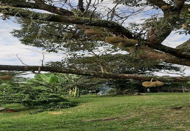 Kampung Baru Sungai Buloh