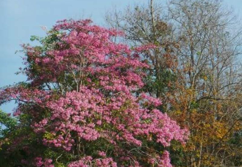 College Heights Garden Resort