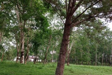 COLLEGE HEIGHTS GARDEN RESORT (PAJAM)