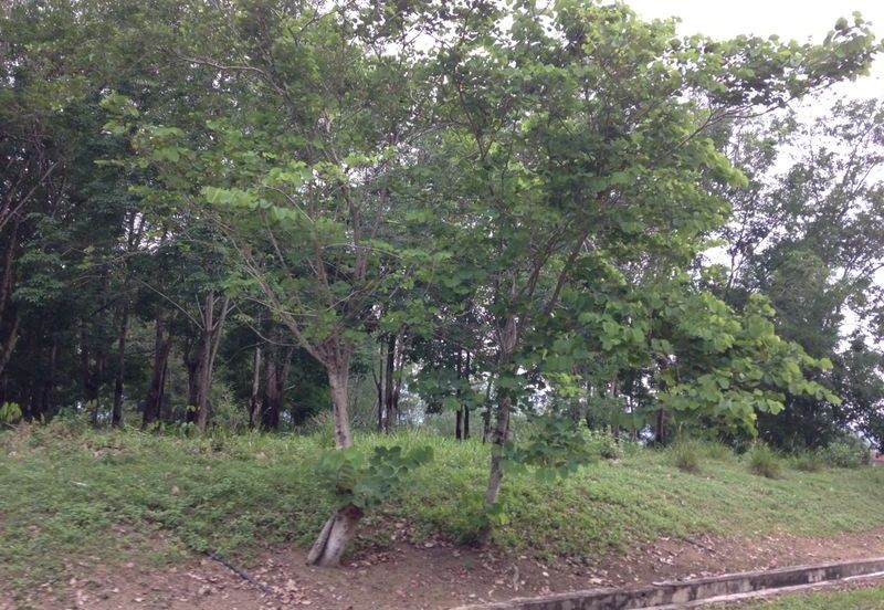 COLLEGE HEIGHTS GARDEN RESORT (PAJAM)